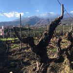 Etna Wine - Walk in Nature